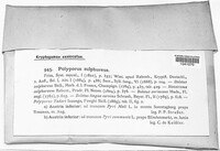 Polyporus sulphureus image